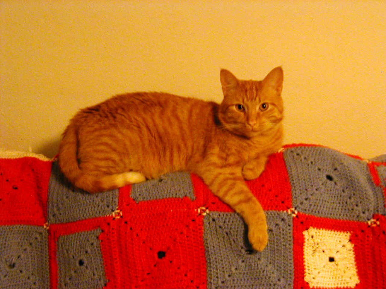 SNMT (single neutered male tabby) redhead, teddy bear, seeks warm blanket for meaningful relationship.