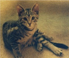 Me?  No, I wasn't thinking about getting down the treat can and gnawing through to eat all the treats again.  You must be thinking of the other cat.  Oh, wait . . .