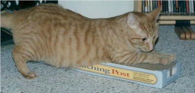 The one and only time any of the three cats has ever used this cardboard scratcher.