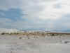 white-sands.JPG (112820 bytes)